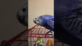 インコのTail 二世•痒い痒いからのワガママ