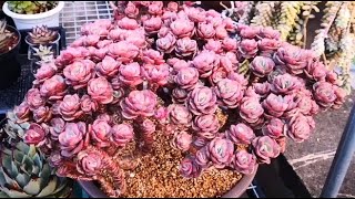 多肉植物资料52-秀妍 Echeveria 'Suyon'