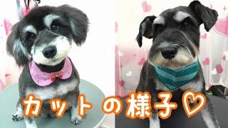 遊助くん、優菜ちゃん（Mシュナウザー）のカットの様子！ 大阪 旭区 高殿 トリミング サロン ペット ドッグ 犬