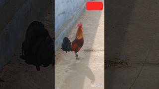 🐓 ஓ இதுதான் 🐓🤣🤣🤣🤣🤣மனைவிமார்களா chicken funny video 🤣📸#shortsfeed #shortvideo #support