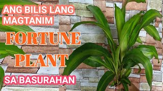 PROPAGATING FORTUNE PLANT | PAANO MAGTANIM NG FORTUNE PLANT | Cherry's Daily Life