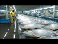 This is Why Platinum Arowana is So Expensive - Modern Fish Processing