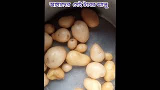 আমাদের সেই টবের গাছটিতে এতগুলো আলু হয়েছে