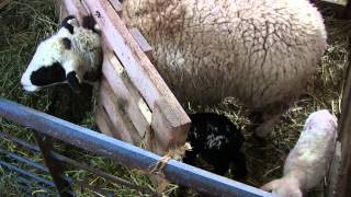 Ewe in Stanchion