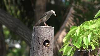 灰頭椋鳥育雛/Chestnut-tailed Starling Breeding