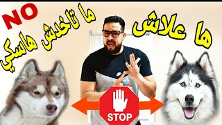 ها علاش ما خاصكش تشري كلب الهاسكي 🤔 STOP 🖐