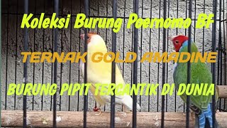 Gould amadine, ternak burung gould amadin, cara Beternak burung gould amadin, purnomo dhanang,