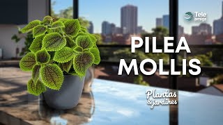 PILEA MOLLIS - Plantas y Jardines en Teleamiga