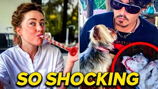 Amber EXPOSED For Celebrating The Death Of A Johnny Supporter's Dog