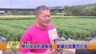 開花採收前遇颱風  銅鑼杭菊憂雨打落