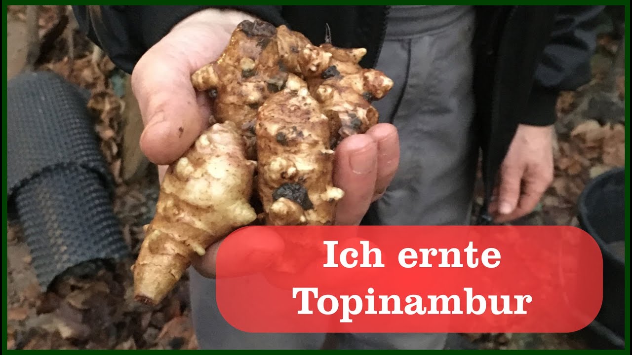 Topinambur Ernten - YouTube