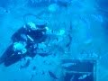 cirkewwa malta fish feeding wreck mv rozi 35m