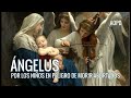 Ángelus por los niÑos en peligro de morir abortados