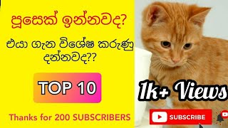 පූසන් ගැන විශේෂ කරුණු....!!(TOP 10)🐱🐱🐈🐈