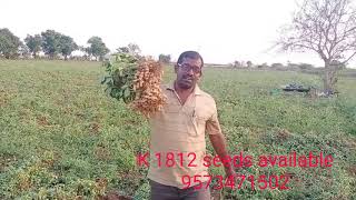 K 1812 Ground nut seeds available 9573471502