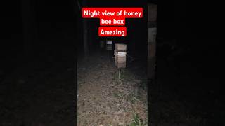 Amazing night view of bee box #beebox#honey #honeybeesting #beeslife #honeymaking #workerbee #bee