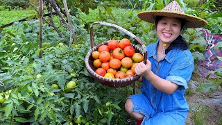 Tomatoes are growing well.If you cook tomatoes like this,they are a great addition to your meal.