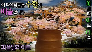 자꾸만 눈길이가는 멋진 수형과 아름다운 색감! 완벽한 다육식물 퍼플딜라이트(Gratopetalum Purple Delight)