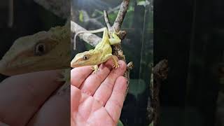 Step #1 Trust #Choicebasedhandling #Knightanole #Reptile #Lizard