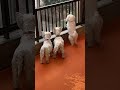 わんわん動物園 小型犬たち