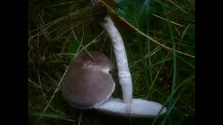 Tricholoma cingulatum