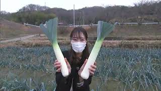 受験生を応援  縁起のいい野菜「満点リーキ」出荷始まる【岡山・矢掛町】