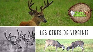 Les Cerfs de Virginie - Chevreuils - PARC OMÉGA - La Prairie