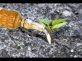 Put VINEGAR on Your Plants and See What Happens! Organic get rid of ants growing life hacks DIY