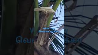 WHITE CROW || வெள்ள காக்கா || MULTI VIDEO  CHANNEL #காக்கா #வெள்ளை #white #whitecrow #shorts