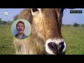 what is a waterbuck candid animal cam