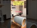 【メインクーン】メインクーンの鳴き声は『わんわん』 メインクーン 猫カフェ かわいい猫 ブラックスモーク 猫の鳴き声