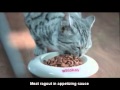 TV Spot Whiskas   Russia   Sept 2010