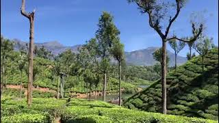 #munnar,chinnakanal#tour#trip