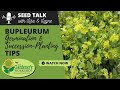 Seed Talk #72 - Bupleurum Germination & Succession-Planting Tips