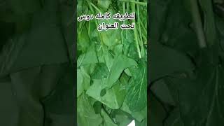 تخزين السبانخ لمدة سنه وتفضل خضرا #تخزين #سبانخ