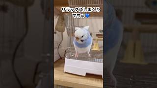 ストレッチインコ　リラックス　#short   #セキセイインコ  #かわいい  #parakeet