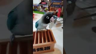 ボタンインコが一つずつお賽銭入れる #shortsfeed