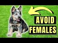 7 Reasons You SHOULD NOT Get A Female Blue Heeler