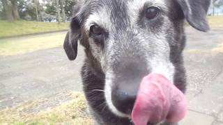 保健所から迎えた犬　またまた事後報告(^-^)/早期治療【追記】