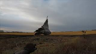 Hunting Partridge with a Goshawk