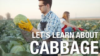 Let's Learn About: Cabbage