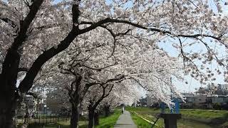 秋田市草生津川の桜が満開です