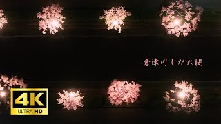 天童市　倉津川のしだれ桜（夜間のみ）　ドローン空撮