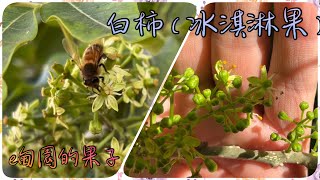 到底「白柿（冰淇淋果）」的花有沒有公母之分？又為什麼需要授粉枝？ 2023年12月31日