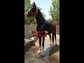 stallion pruthviraj 🐎 black horse lover alibaba bloodline mr. કણબી 🐎 horse lover mitul patel