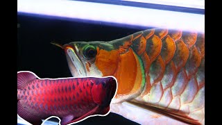 麥之龍 紅龍成長 龍友飼養紀錄291篇 分享 ft.龍魚進口 金龙鱼 red arowana 红龙鱼 龍魚專賣店