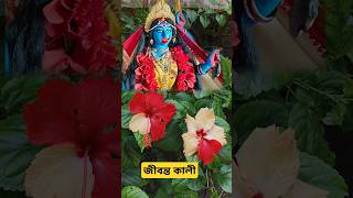 জীবন্ত জবা ফুল মা কালী আশীর্বাদে।#trending #shorts #viralvideo #youtubeshorts #viralshorts #2024