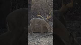 EPIC 58 Yard 3D archery shot at a tournament!