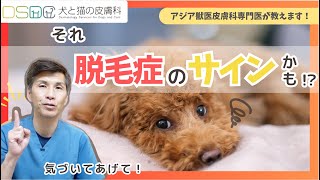 【犬と猫の皮膚科】ちょっと待って！見逃さないで！それ 脱毛症X・毛周期停止のサインかも？！脱毛症X・毛周期停止の症状に関してのお話し【皮膚科専門医】