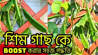 ভাল ফলনের জন্যে শিম গাছ কে BOOST করার সহজ পদ্ধতি How to boost green bean for good harvesting?